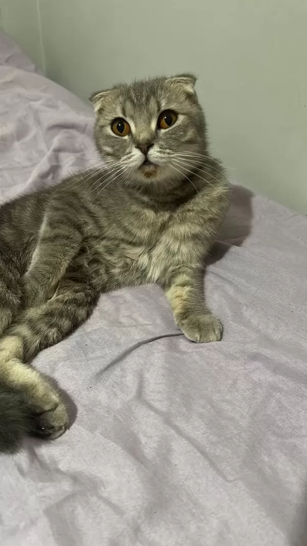 Scottish Fold 7 Aylık Dişi