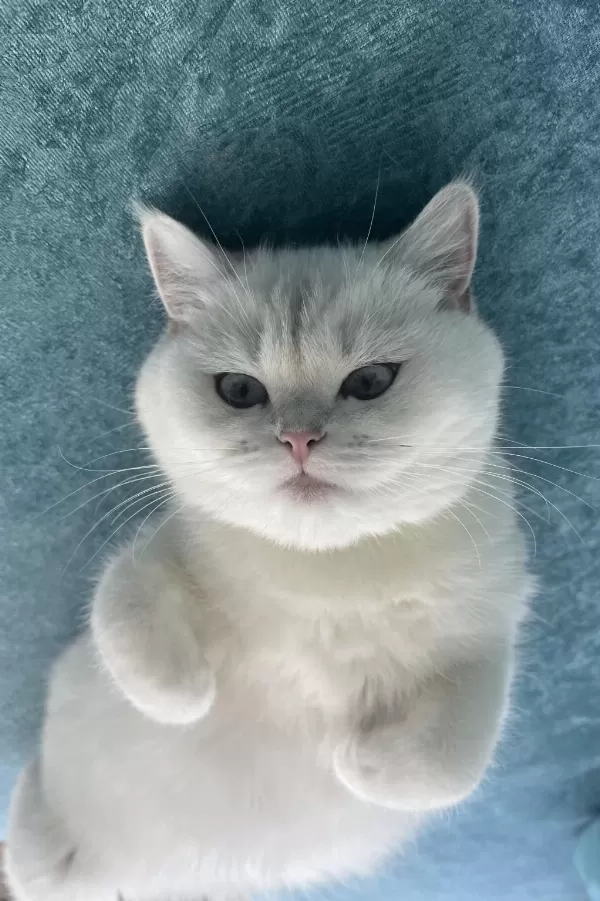 Masmavi Gözler Sıcak Kanlı Ve Asil British Shorthair