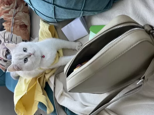 Masmavi Gözler Sıcak Kanlı Ve Asil British Shorthair