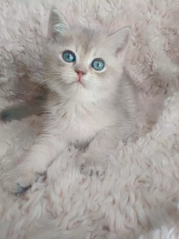 Fıstık British Shorthair Oğlum