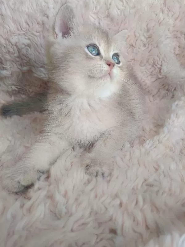 Fıstık British Shorthair Oğlum