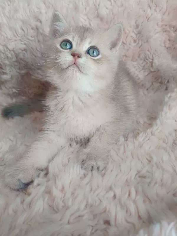 Fıstık British Shorthair Oğlum