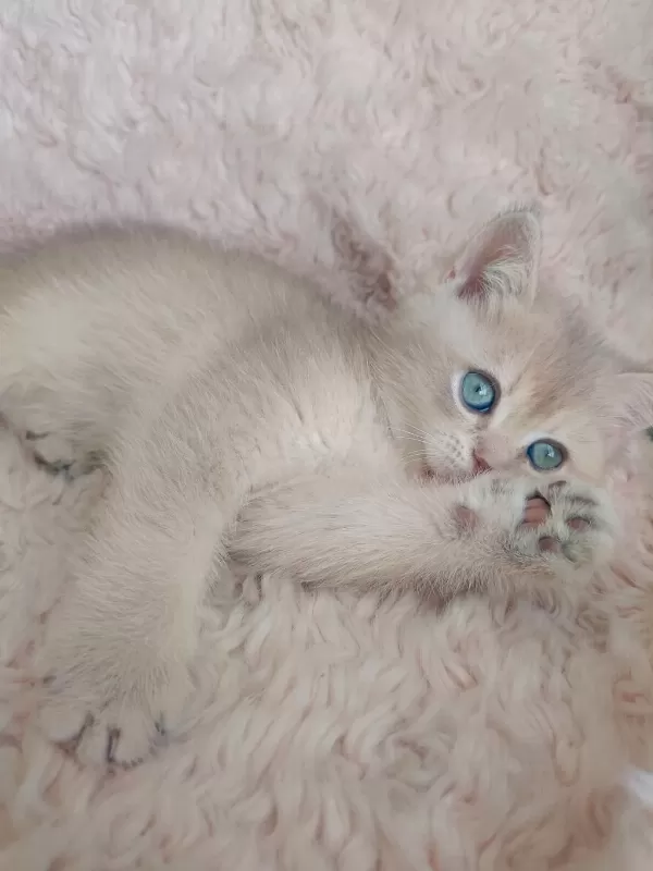 Fıstık British Shorthair Oğlum
