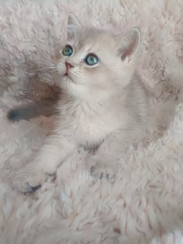 Fıstık British Shorthair Oğlum