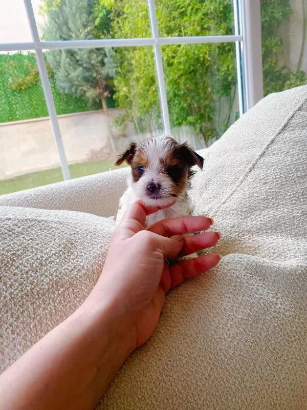 Çok Özel Nadir Olan Tea Cup Morkie Yavrular
