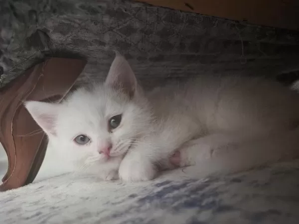 British Shorthair Kedisi