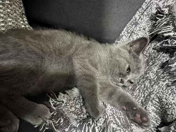 4 Aylık British Shorthair Yavru