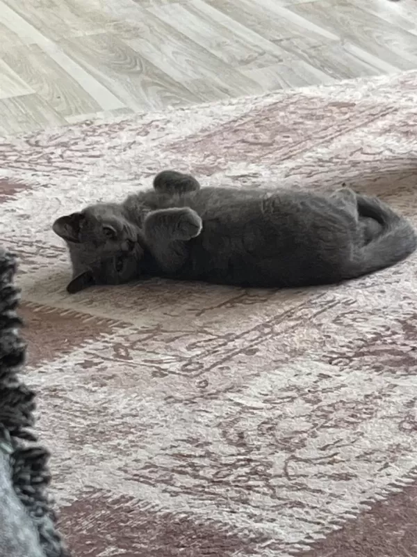 4 Aylık British Shorthair Yavru
