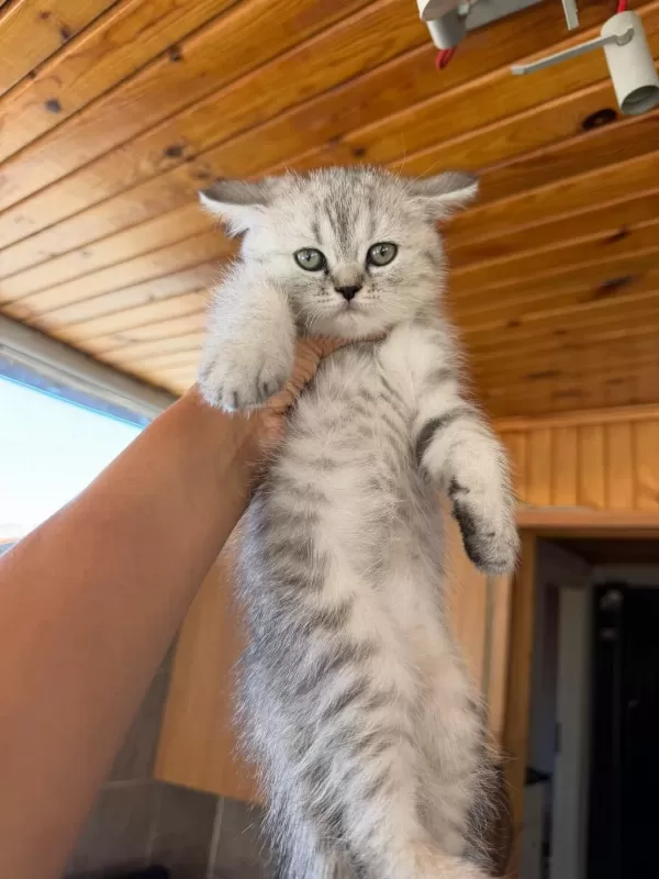 Silver British Shorthair Güzellikler Teslime Hazır