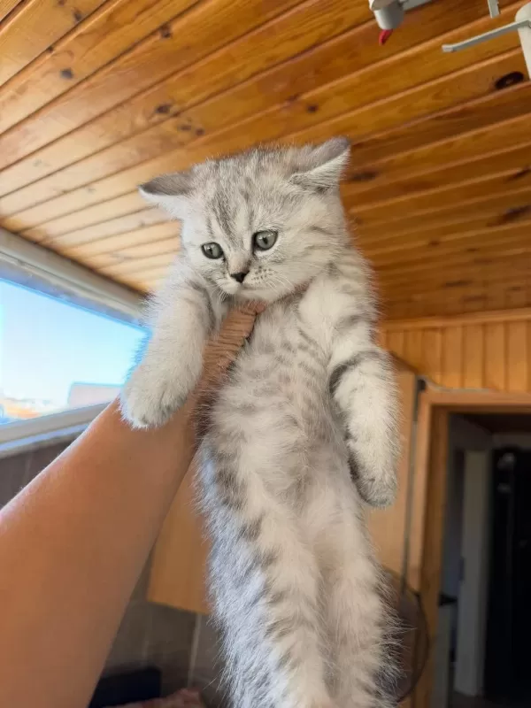 Silver British Shorthair Güzellikler Teslime Hazır