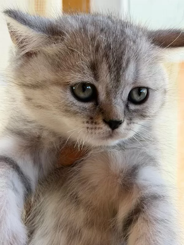 Silver British Shorthair Güzellikler Teslime Hazır