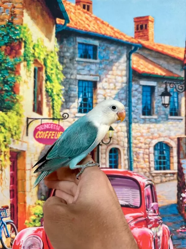 Cennet Papağani Yavrusu