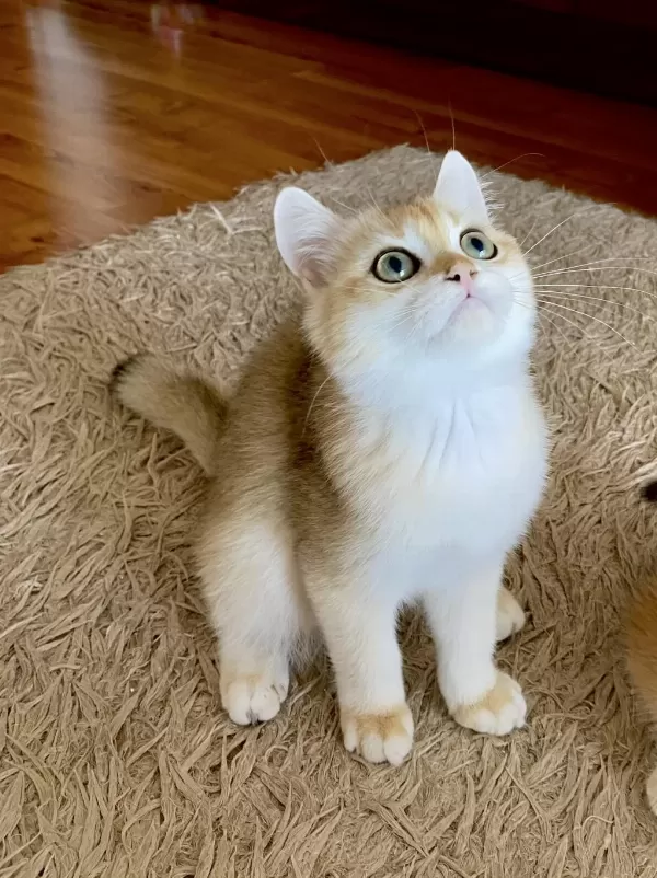 Golden British Shorthair Erkek Yavrumuz