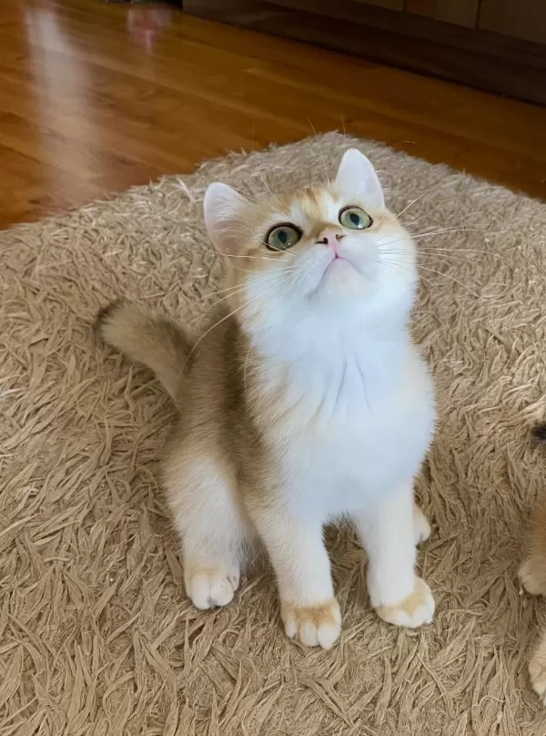 Golden British Shorthair Erkek Yavrumuz