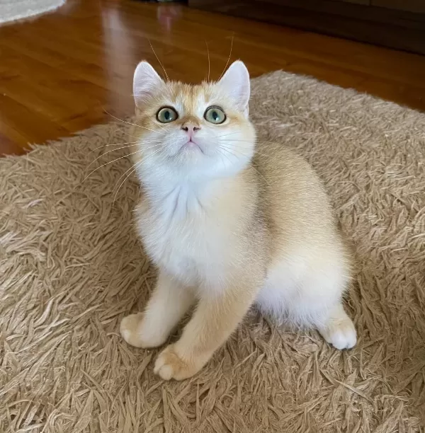 Golden British Shorthair Erkek Yavrumuz