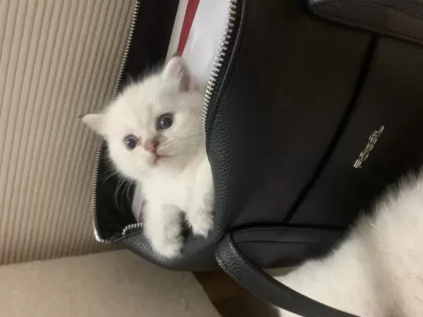 Safkan Erkek Kedimiz Yeni Ailesini Arıyor