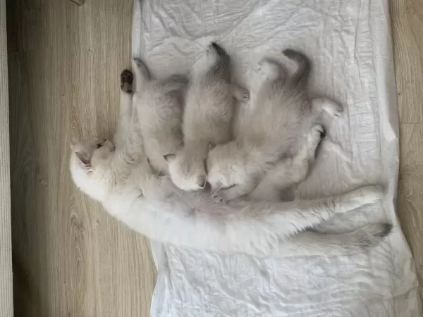 Safkan Erkek Kedimiz Yeni Ailesini Arıyor