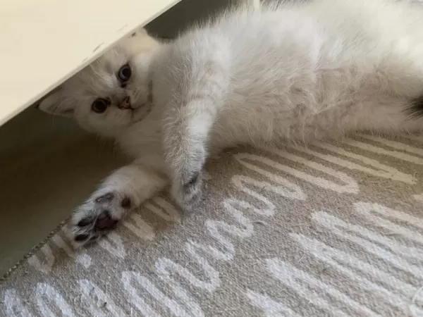 Safkan Erkek Kedimiz Yeni Ailesini Arıyor
