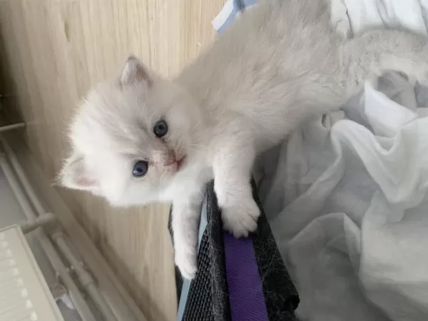 Safkan Erkek Kedimiz Yeni Ailesini Arıyor