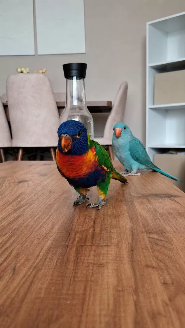 El Besleme Lori Papağanı