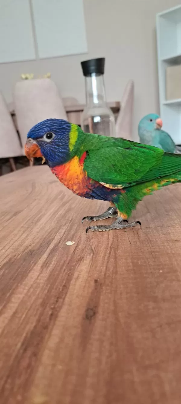 El Besleme Lori Papağanı