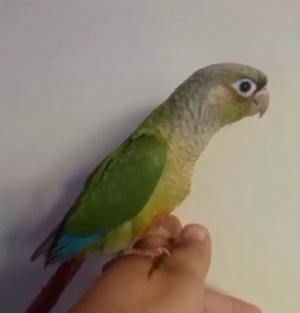 El Besleme Konur Papağanı