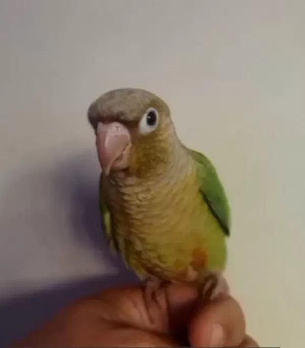 El Besleme Konur Papağanı