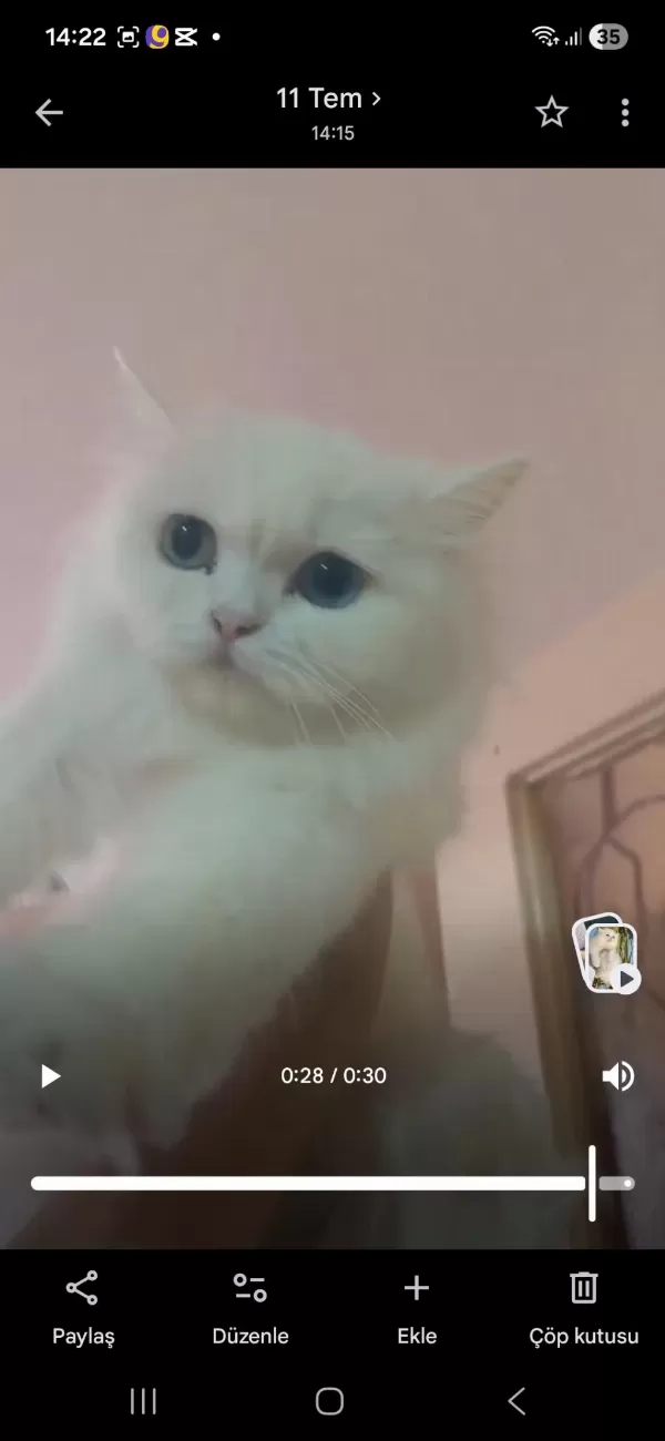 Harika Büyük Kediler