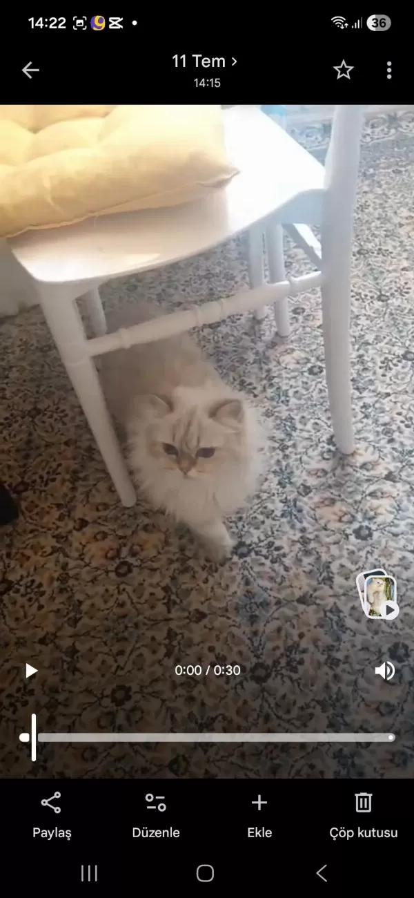 Harika Büyük Kediler