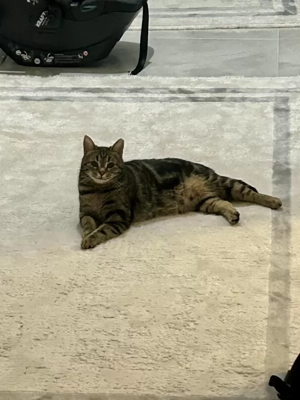 3 Yaş Tekir Mıncır Tatlı Sağlıklı Ve Sevecen