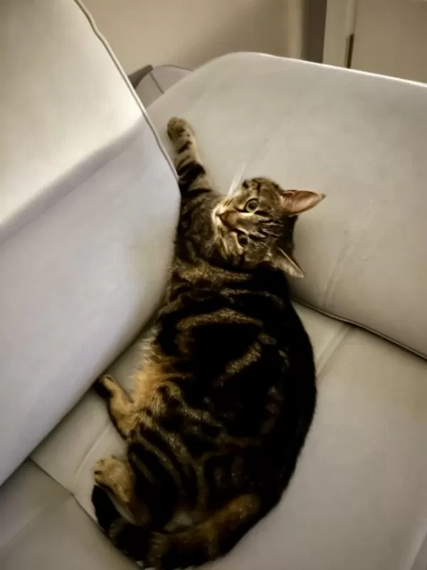 3 Yaş Tekir Mıncır Tatlı Sağlıklı Ve Sevecen