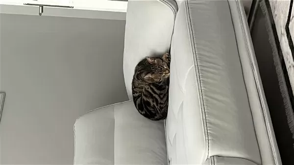 3 Yaş Tekir Mıncır Tatlı Sağlıklı Ve Sevecen