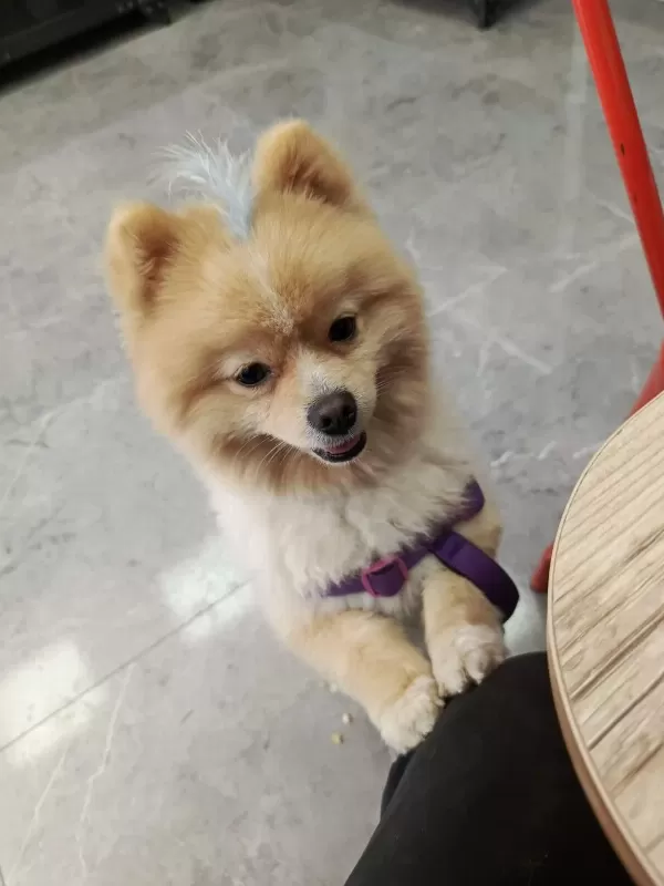 1 Yaşında Damızlık Pomeranian Boo
