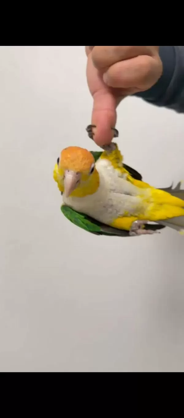 Şımarıkların En Güzeli Kayık Papağanı Üzerinize