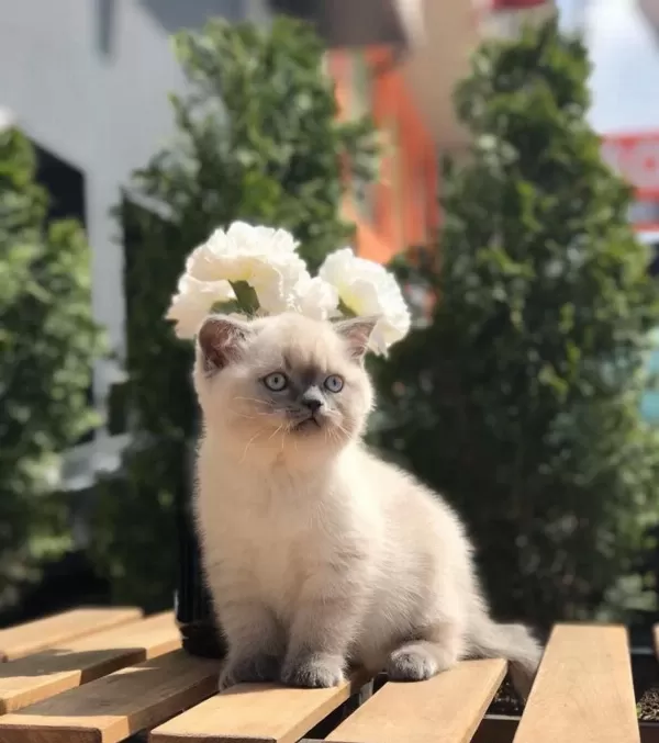 British Shorthair Blue Point Yavrularim
