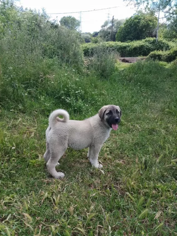 Sağlıklı 4 Aylik Kangal