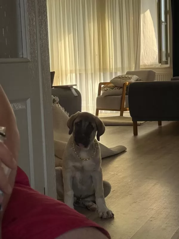 Sağlıklı 4 Aylik Kangal