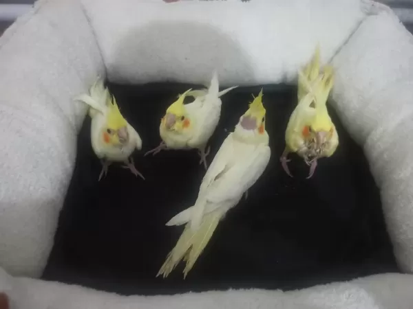Sarı Lutino Sultan Papağanlar
