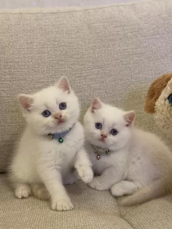 British Shorthair Red Point Yavrularim