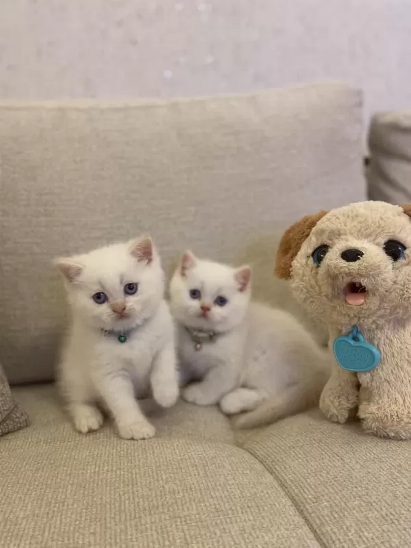 British Shorthair Red Point Yavrularim