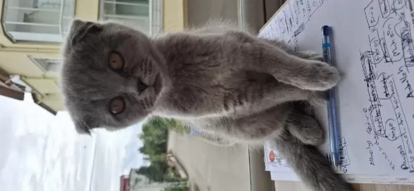 Sağlıklı Yavru Kediler