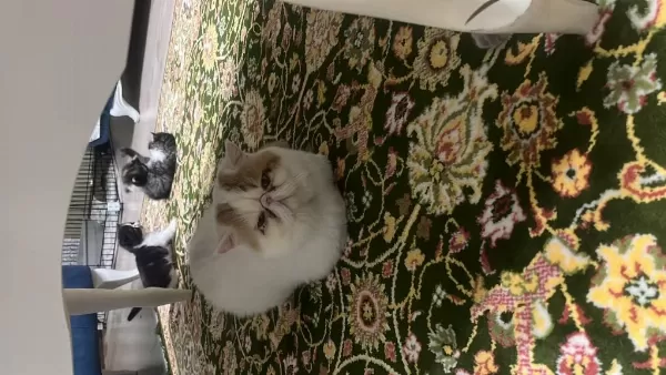 Aktif Kedimiz Kısır Değil