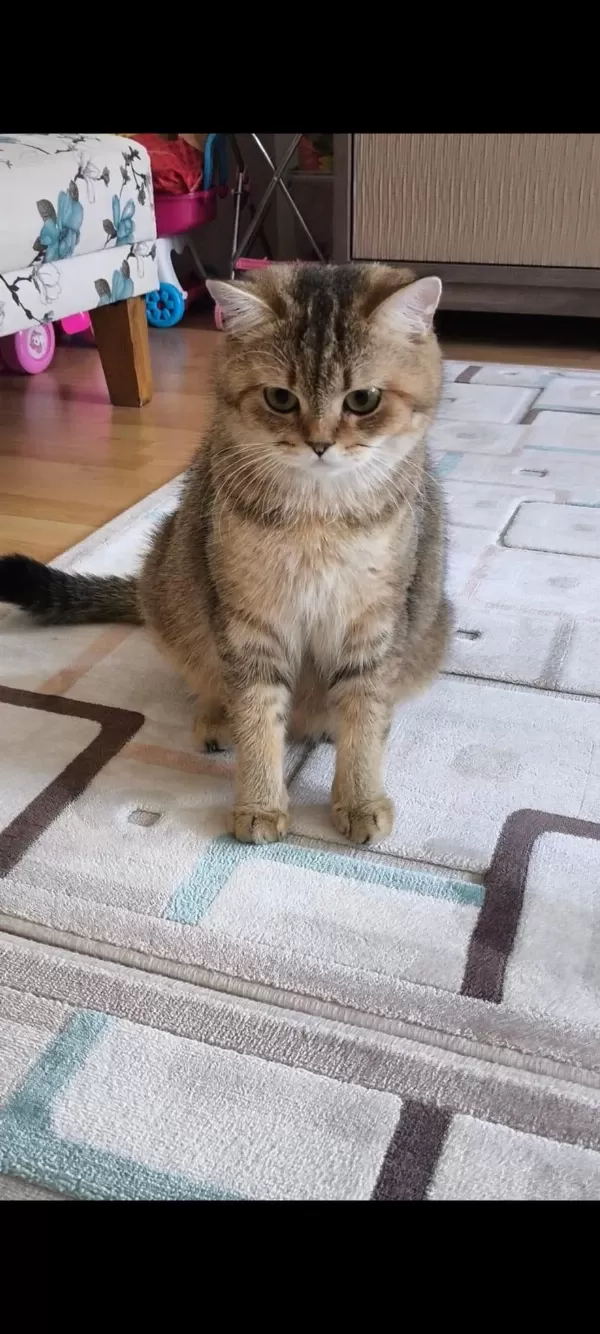 Yetişkin Erkek Ve Dişi British Shorthair Kediler
