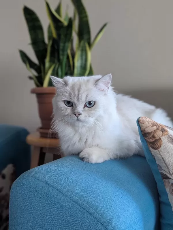 Kedimiz Lokum Un 4 Adet British Shorthair Yavrusu