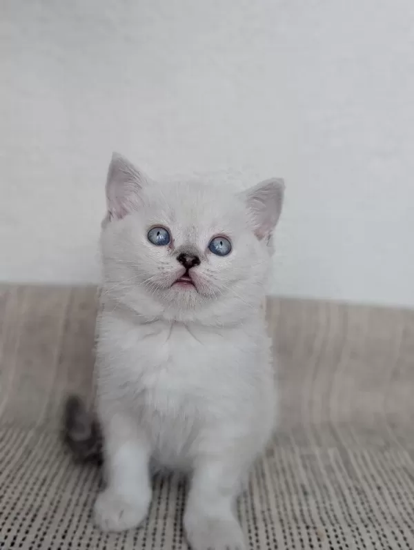 Kedimiz Lokum Un 4 Adet British Shorthair Yavrusu