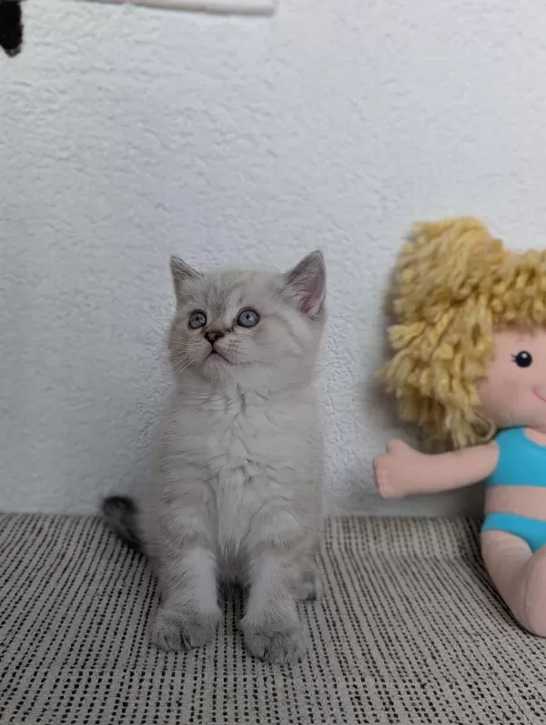 Kedimiz Lokum Un 4 Adet British Shorthair Yavrusu