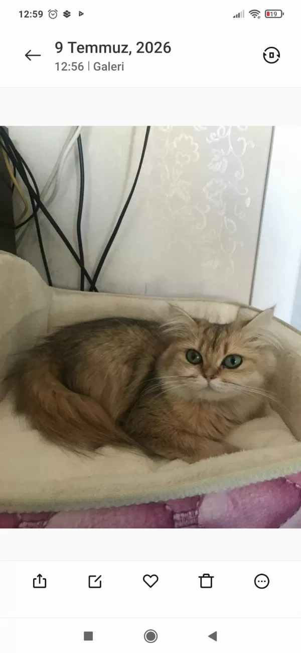 Ücretsiz Sahiplendirme Kedimiz