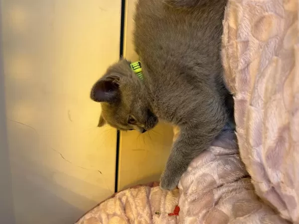 British Shorthair 2 Aylık