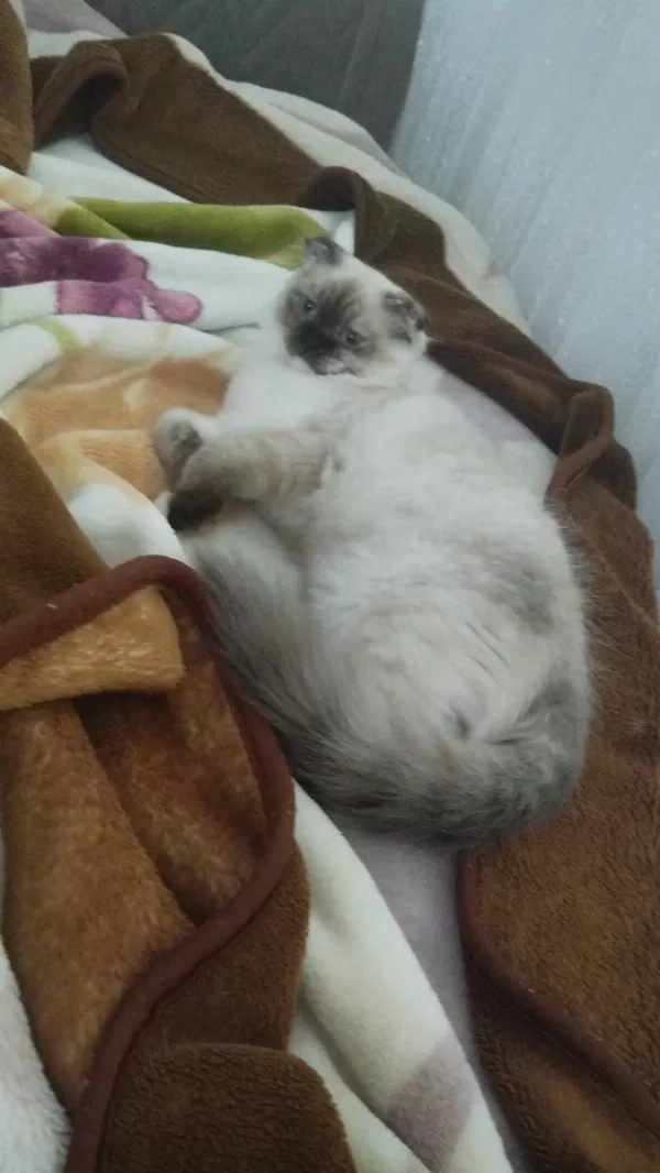 Scottish Fold Kedimiz