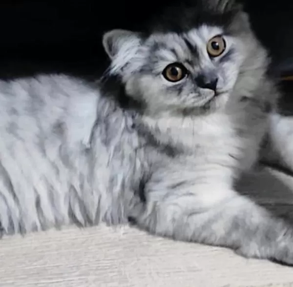 Yavru British Longhair